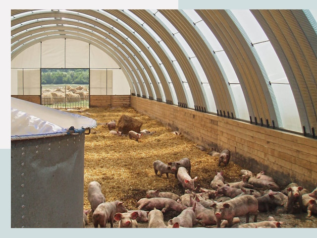 Строительство свинарников в Ижевске